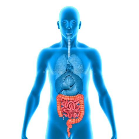 Intestines 库存例证 插画 包括有 系统 内部 背包 带状闪长岩 短文 科学 女主持人 43014384