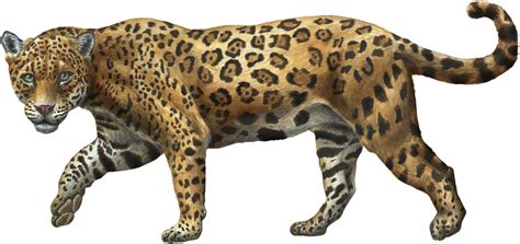 Dorian Noel Jaguar Anatomy