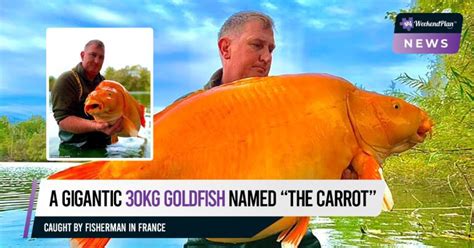 A Gigantic Kg Goldfish Named The Carrot Caught By Fisherman In France