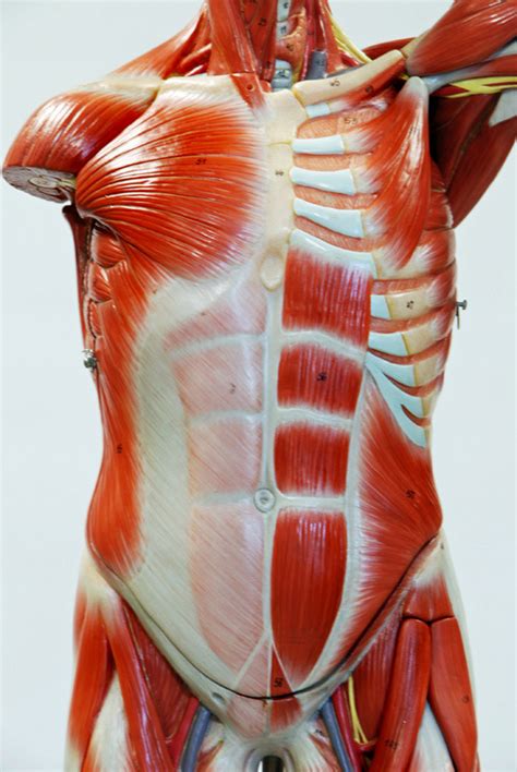 Bio 230 Anterior Trunk Male Model Oia Diagram Quizlet