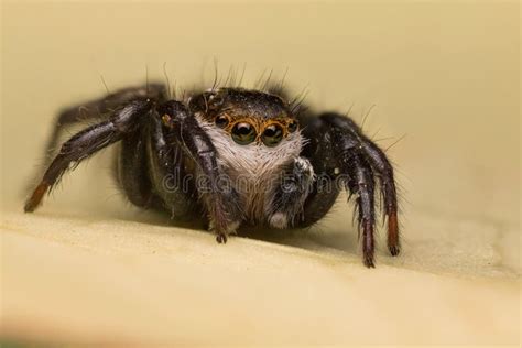 Salticidae Jumping Spider Stock Image Image Of Macro Salticidae