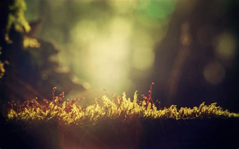 Fondos De Pantalla Luz De Sol Paisaje Bosque Naturaleza Césped Cielo Fotografía Rama