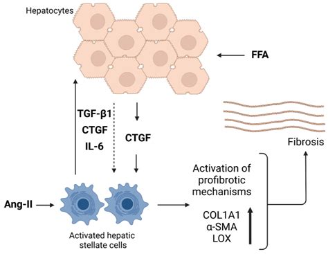 Cells Free Full Text The Role Of Ctgf In Liver Fibrosis Induced In 3d Human Liver Spheroids