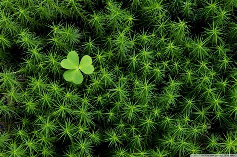 Nature Grass Plants Macro Moss Green Pattern Clovers Leaf Flower Plant Flora