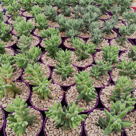 Crassula Mesembryanthoides Giromagi Cactus And Succulents