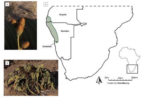 A Female Seed Cones Of Welwitschia Mirabilis B Male Welwitschia