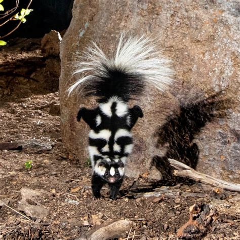 Does Skunk Smell Repel Skunks? - Science Update