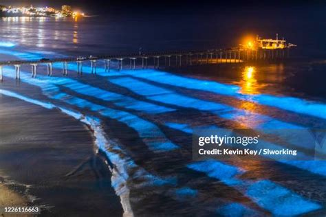 Bioluminescence Plankton Photos and Premium High Res Pictures - Getty ...