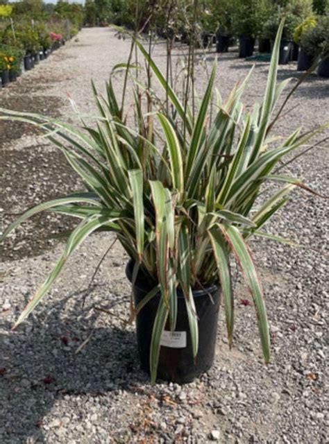 Dianella Tasmanica Variegata Flax Lily Plant 1 Gallon Size Healthy