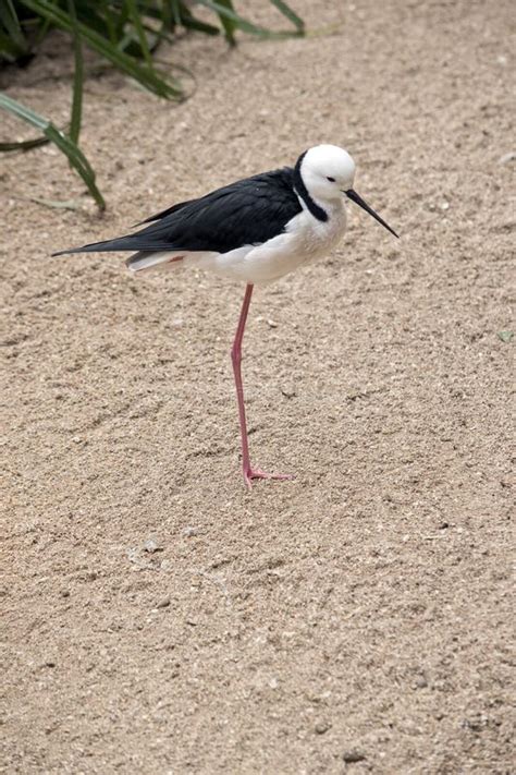 The Black Winged Stilt Is A Black And White Water Bird Stock Photo