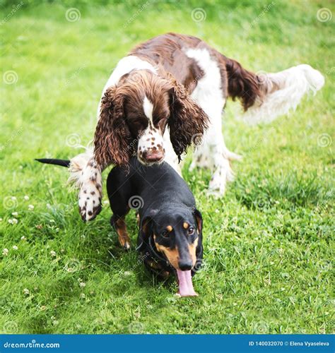 Cocker Spaniel Dachshund Mix Puppy