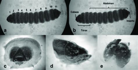 C Redtenbacheri De S Ptimo Instar A Segmentos Larvales B