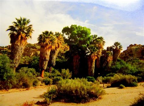 Cottonwood Springs Joshua Tree Nat Park Ca Apr