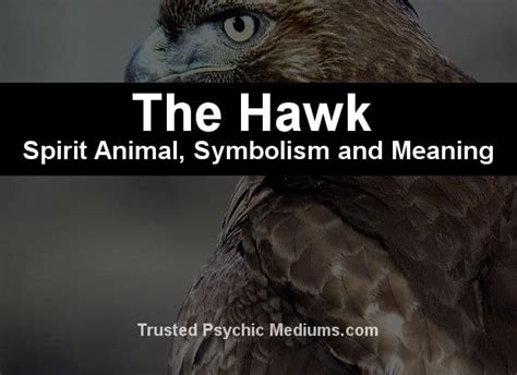 The Hawk Spirit Animal - En Komplett Guide Til Mening og Symbolikk ...