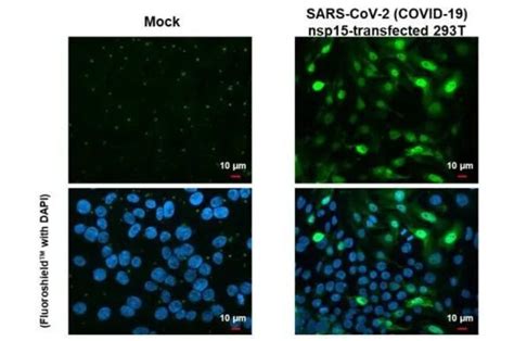 Sars Cov 2 Nsp15 Monoclonal Antibody Hl1445 Invitrogen 100 μl