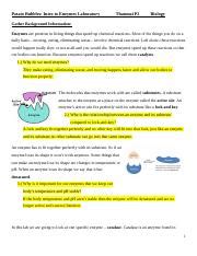 Understanding Enzymes Catalase Activity Experiment Course Hero