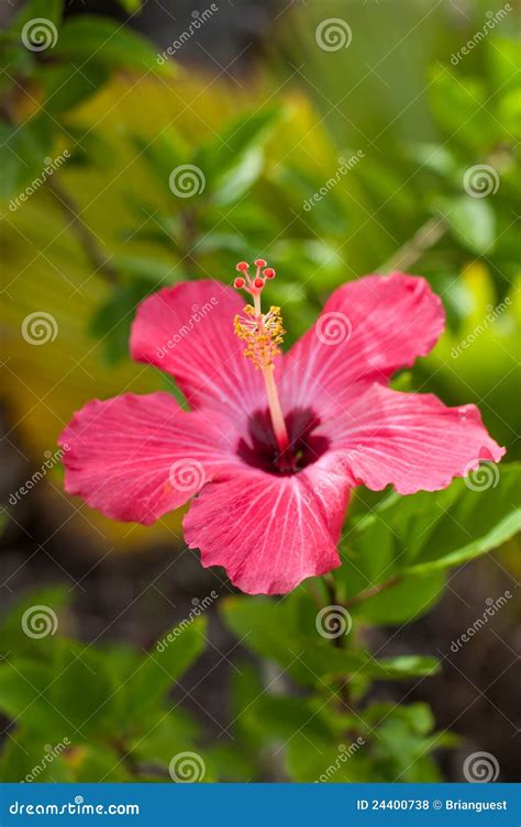 Flor Roja Del Hibisco Foto De Archivo Imagen De Flora