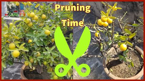 Pruning Of Lemons Plant Month Starts Know Never Late To Prune Asimgarden Youtube