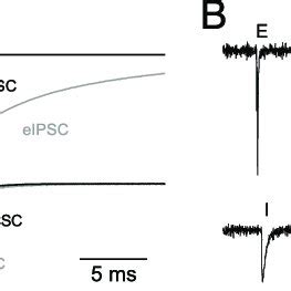 Comparison Of IPSC Versus EPSC Kinetics A EIPSCs And EEPSCs From Two