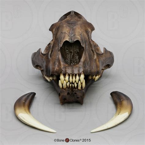 Bone Clones Sabertooth Cat Smilodon Skull Replica Tarpit Finish Bc 018t