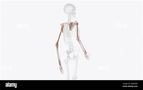 Bones Upper Limb Hi Res Stock Photography And Images Alamy