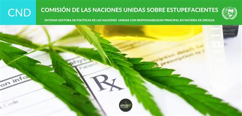 La Onu Reconoce Oficialmente Las Propiedades Medicinales Del Cannabis