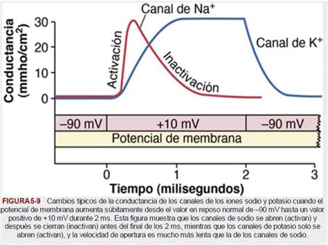 4 Potenciales De Membrana Y Potenciales De Accion Ppt