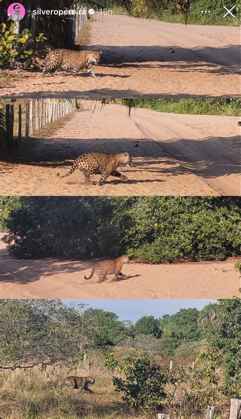 Silvero flagra onça pintada durante gravação no Pantanal veja fotos