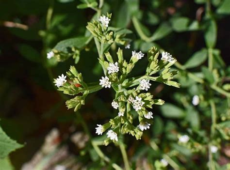 White Flowers Complete List Of Plants Images Complete Gardering