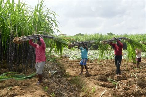 Sugarcane Farming In Kenya, its importance, challenges, and ...