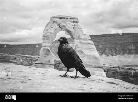 Aves De Utah Imágenes De Stock En Blanco Y Negro Alamy