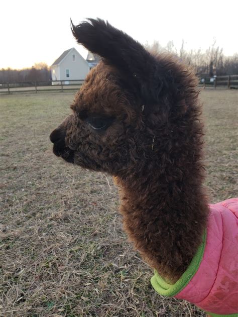 The Adorable World Of Alpaca Farming In Virginia Virginia Small Farms