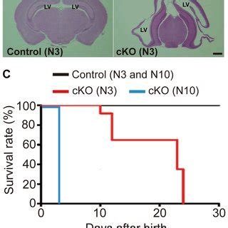 Gross Phenotypes Of The Nestin Cre Mediated Cko Mice Of The Afadin