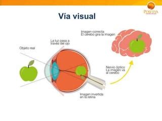 Ppt Salud Visual Prevencion De Enfermedades Visuales Y Oculares Pptx