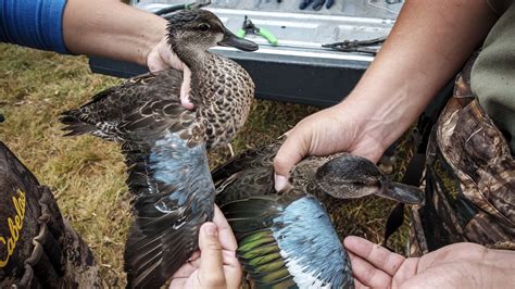 Ducks Offer Clues To Avian Influenza Risk MPR News