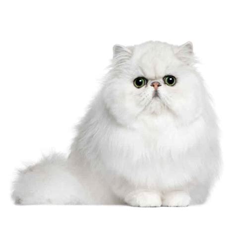 Gato Persa Blanco: cuidados y fotos de cachorros