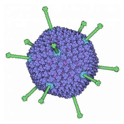 腺病毒的生存之道 技术专栏 华南生物 华南农大生物药品有限公司