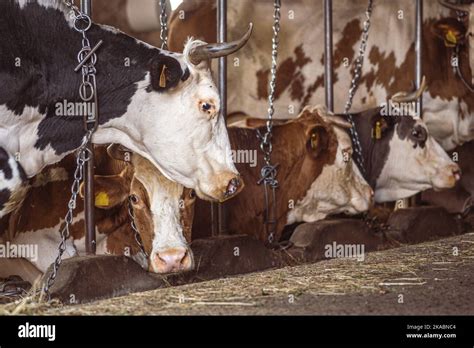 Intensive Breeding Of Cows In A Row Exploited For Milk Production