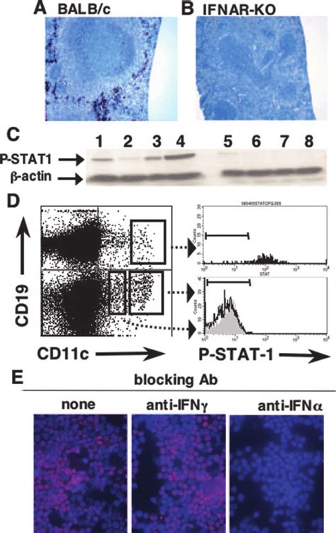 Ifn Induces Stat 1 Activation And Ido Up Regulation In Cd19 Dcs