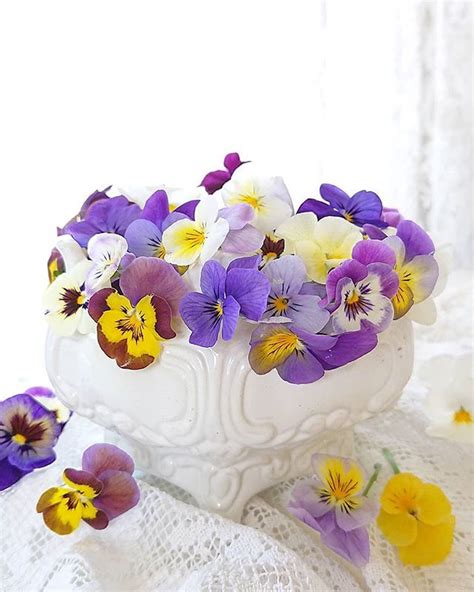 Purple And Yellow Pansies In A White Bowl