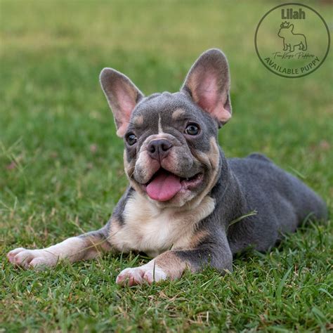 Lilah The Perfect Lilac And Tan Frenchie Girl