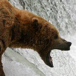 Bear Predators - Animal Facts and Information