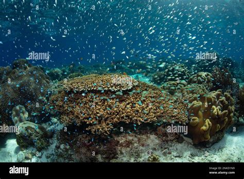 Schooling Blue Green Damselfish Swim Above A Beautiful Coral Reef In