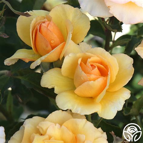 Anne Harkness Rose - English Legend - Lightly Fragrant – Heirloom Roses