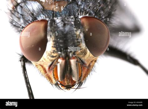 Un Primerísimo Plano De La Cara De Una Mosca Fotografía De Stock Alamy