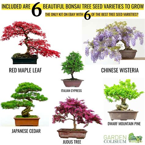 How Bonsai Trees Are Grown Imperial Bonsai