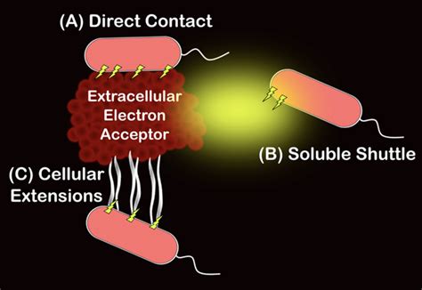 Microbial Extracellular Electron Transfer Explained