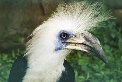 White Crowned Hornbill KHAO SOK National Park Thailand