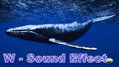 Whale Humpback Calls Sound Effects Youtube