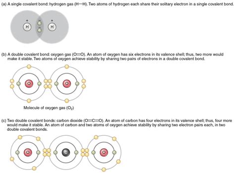 Chemical Bonds Anatomy And Physiology I